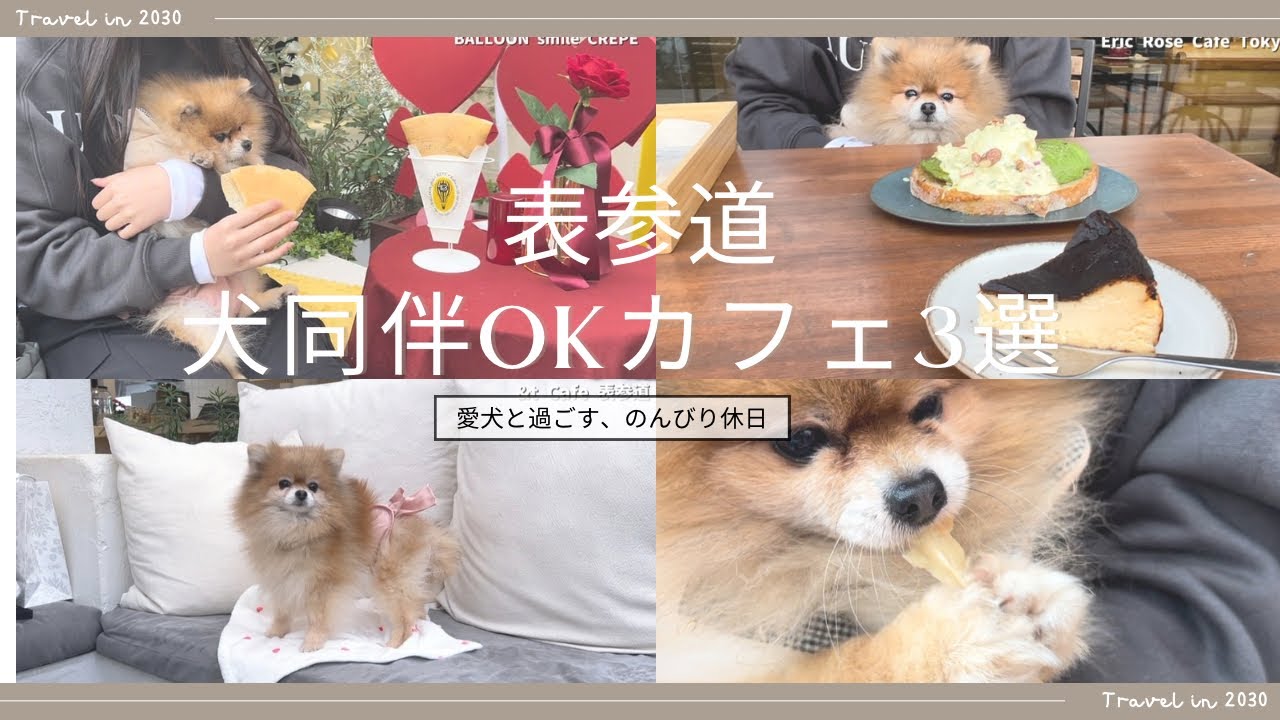 Lilyと一緒に、表参道でのんびりカフェ巡り🐶🌿 #表参道#カフェ巡り#犬同伴OK