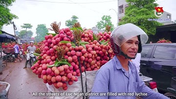 Sắc màu Bắc Giang số 14: Đặc sản Vải thiều, huyện Lục Ngạn