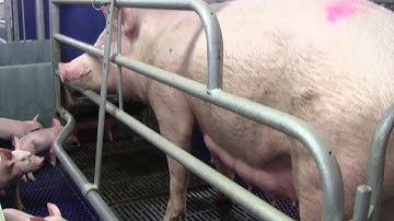 Piglet mortality cut with moving farrowing crate floors