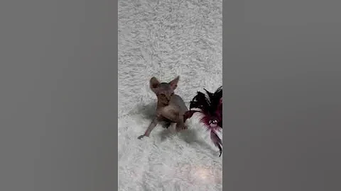 Video 1229731: tabby sphynx, tabby girl, black tabby, kitten reviews, kittens cattery