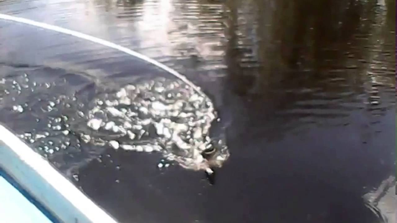 Doctors Lake YouTube