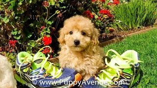 Liam the Super Handsome CavaPoo Hybrid Male Puppy For Adoption in San Diego, CA