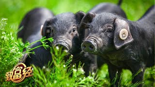 百万年薪白领回家养猪，他养殖的黑猪能变着花样赚钱，到底有什么独到的养殖秘诀？|「致富经」20230207