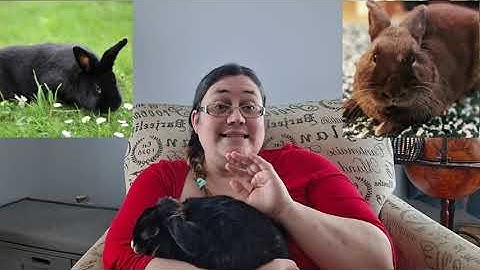 Breeding Rabbits Responsibly - There Are Some Rules To Rabbit Color Genetics