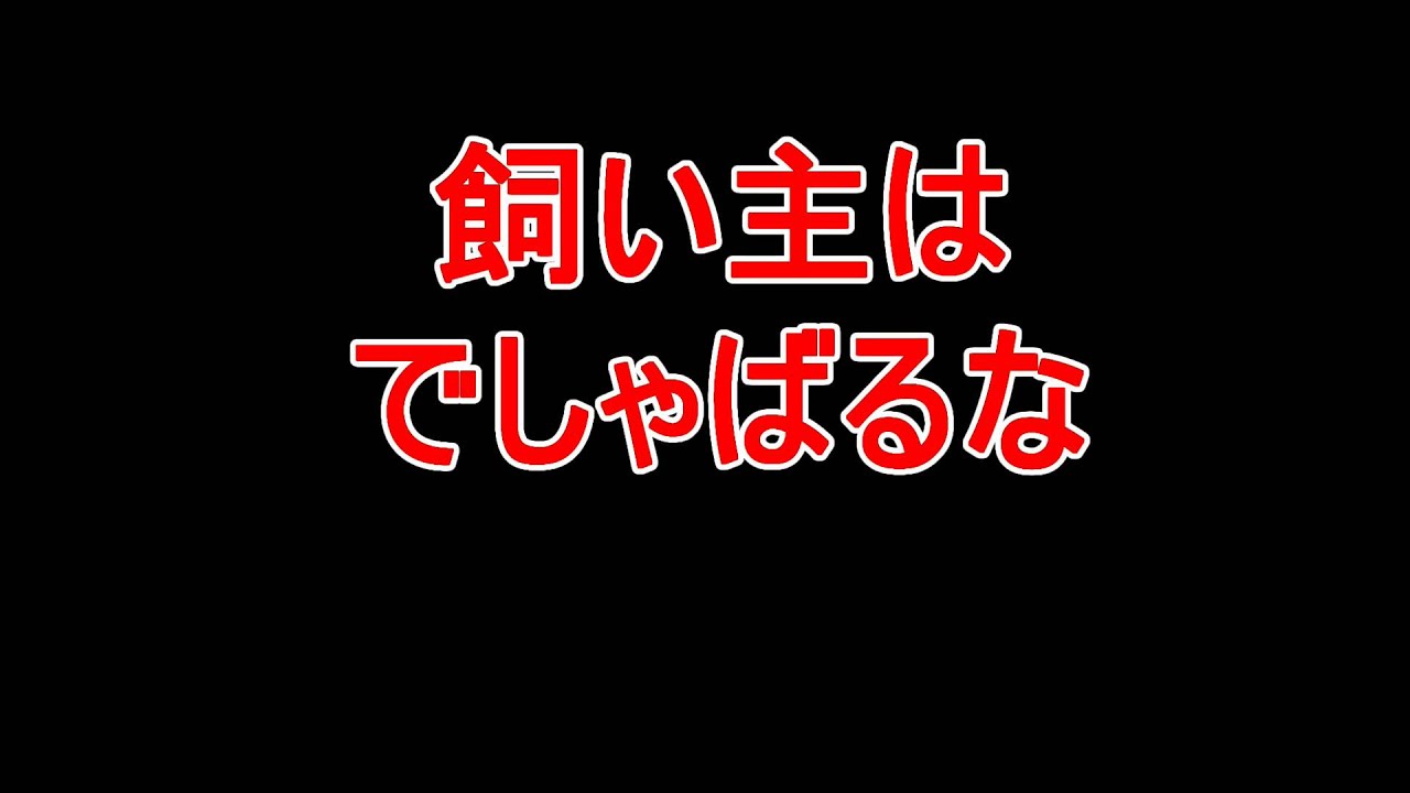 飼い主はでしゃばるな・動物動画収益化 YouTube