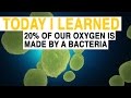 TIL: 20% of Our Oxygen Comes From a Bacteria | Today I Learned