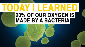 TIL: 20% of Our Oxygen Comes From a Bacteria | Today I Learned