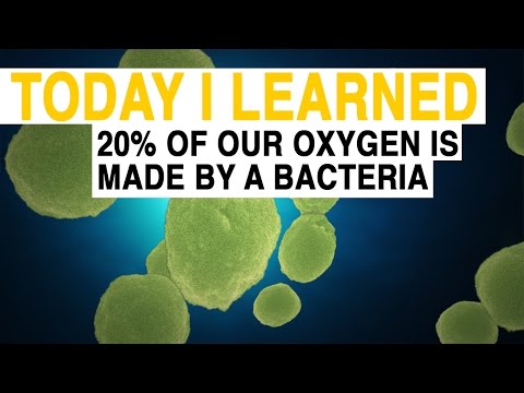 TIL: 20% of Our Oxygen Comes From a Bacteria | Today I Learned