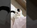 コーヒーを淹れると猫はこうなります
