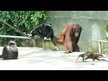Orangutans, Gibbons and Otters living together / オランウータン、黒ザル、カワウソの共同生活