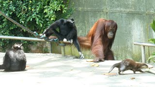 Orangutans, Gibbons and Otters living together / オランウータン、黒ザル、カワウソの共同生活