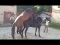 Saillie dans le respect du cheval : Marc Dorcel Production Présente VIVI