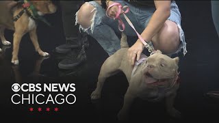 Chicago Canine Rescue introduces Pierogi and Waffles for adoption