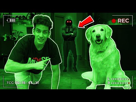 My Dog SAVED