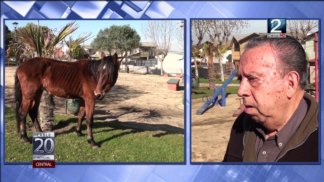 14 JUN 2018 Continúa preocupación por presencia de caballos en diferentes plazas de San Antonio camera iphone 8 plus apk