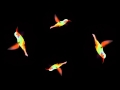 Hummingbird, HoloQuad 3D Holographic Mobile Cell Phone Hologram Videos MMD