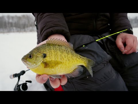 Riding Snowmobile Trails to Secluded Panfish in Northern Minnesota - In Depth Outdoors TV S17 E9