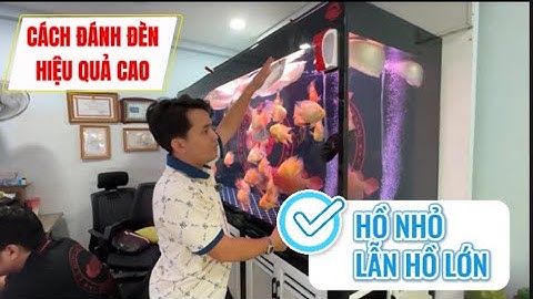 Cách Đ.ÁNH ĐÈN CHO CÁ mang hiệu quả cao cho HỒ NHỎ lẫn HỒ LỚN với tất cả loại đèn trên thị trường