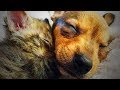 Cute fluffy pets  funny fluffy animals full funny pets