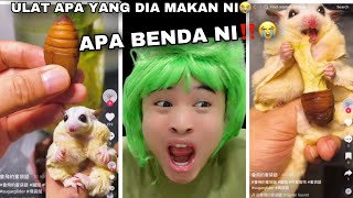 SUGAR GLIDER NI MAKAN ULAT APA😭| AP BENDA NI 😭???