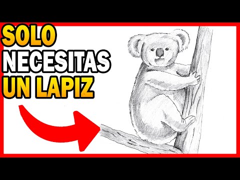 Video: Cómo Dibujar Un Koala Con Un Lápiz