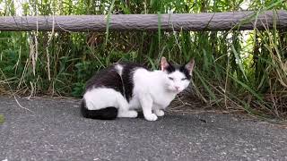 YouTubeに上げる程でもない短い野良猫動画まとめて一挙配信します