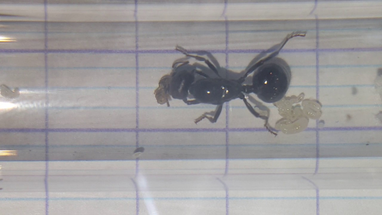 [#2] Gyne Messor Barbarus - Bientôt la première ouvrière