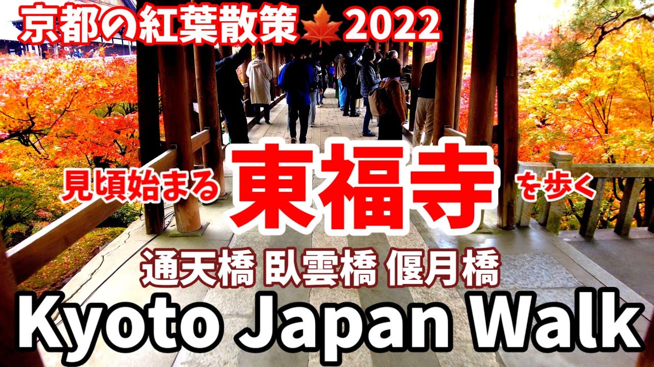 11/20(日)京都の紅葉散策🍁【4K】見頃の東福寺 もみじの三名橋を歩く/Kyoto Japan walk!