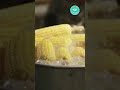 corn recipes for lunch #shorts #short #shortvideo #shortsvideo