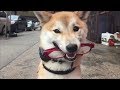 Smiling Shiba Inu working Service Dog Training Smiling Shiba Inu working Service Dog Training