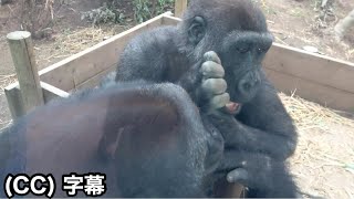 How about a gift for Baby Jamella as Kintaro doesn't use his new balls ? GorillaMomotaro family