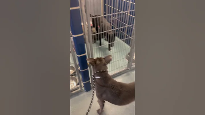 A1996330 Lamb walking the ward