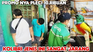 KOLIBRI JENIS INI SANGAT JARANG