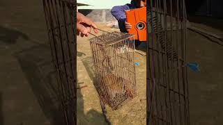 কাঠবিড়ালি | the squirrel #viral #youtubeshorts #reels #shortvideo #vlog