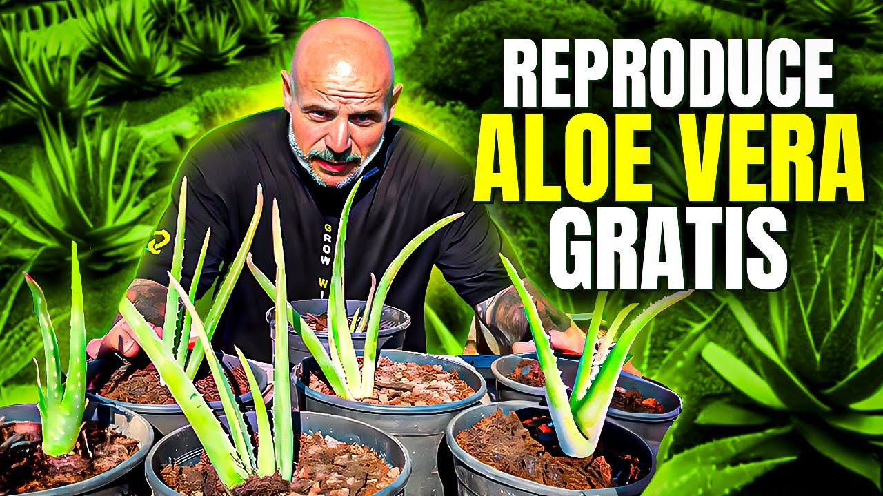 Cómo reproducir ALOE VERA paso a paso muy fácil