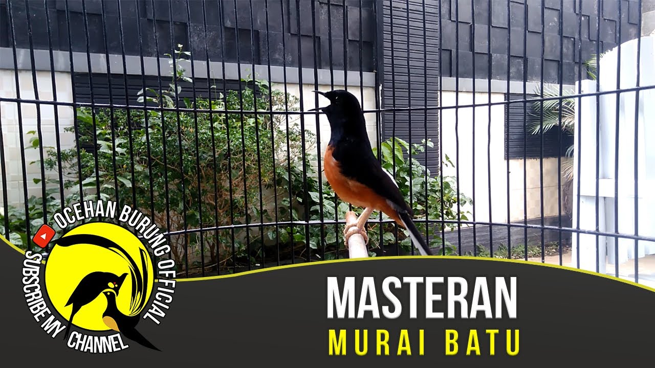 Masteran Murai Batu Sang JUARA Sekali Pakai untuk 