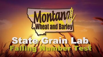Falling Number Test   Montana State Grain Lab