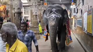 கோவிலுக்குள் யானை சியம்ளா நமது அம்மனை காண🦣🐘🦣🐘கமுதி ஸ்ரீ முத்துமாரியம்மன்  கோவில் பங்குனி பொங்கல்!!!