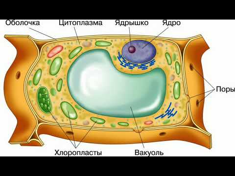 Video: Biologiyada protoplazma nədir?