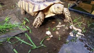 Tortoise and Tadpoles