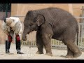 アジアゾウのマーラ　生後201日目　１　豊橋総合動植物公園（のんほいパーク）2012年…