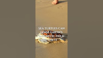 Sea Turtles Have Built-In GPS?! 🧭🐢