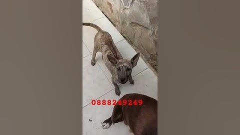 Bán cặp chó phú quốc vện bạch hổ cái. Đực vện vàng lưỡi đen. 0888249249