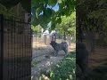 秋田犬長毛カイは新しい友だちに奮闘中