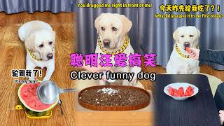 聪明汪爱搞笑 Clever funny dog#搞笑汪驾到#萌寵#寵物#搞笑#拉布拉多 #doglover #Labrador #labrado #dog #pets #cute #funnydog