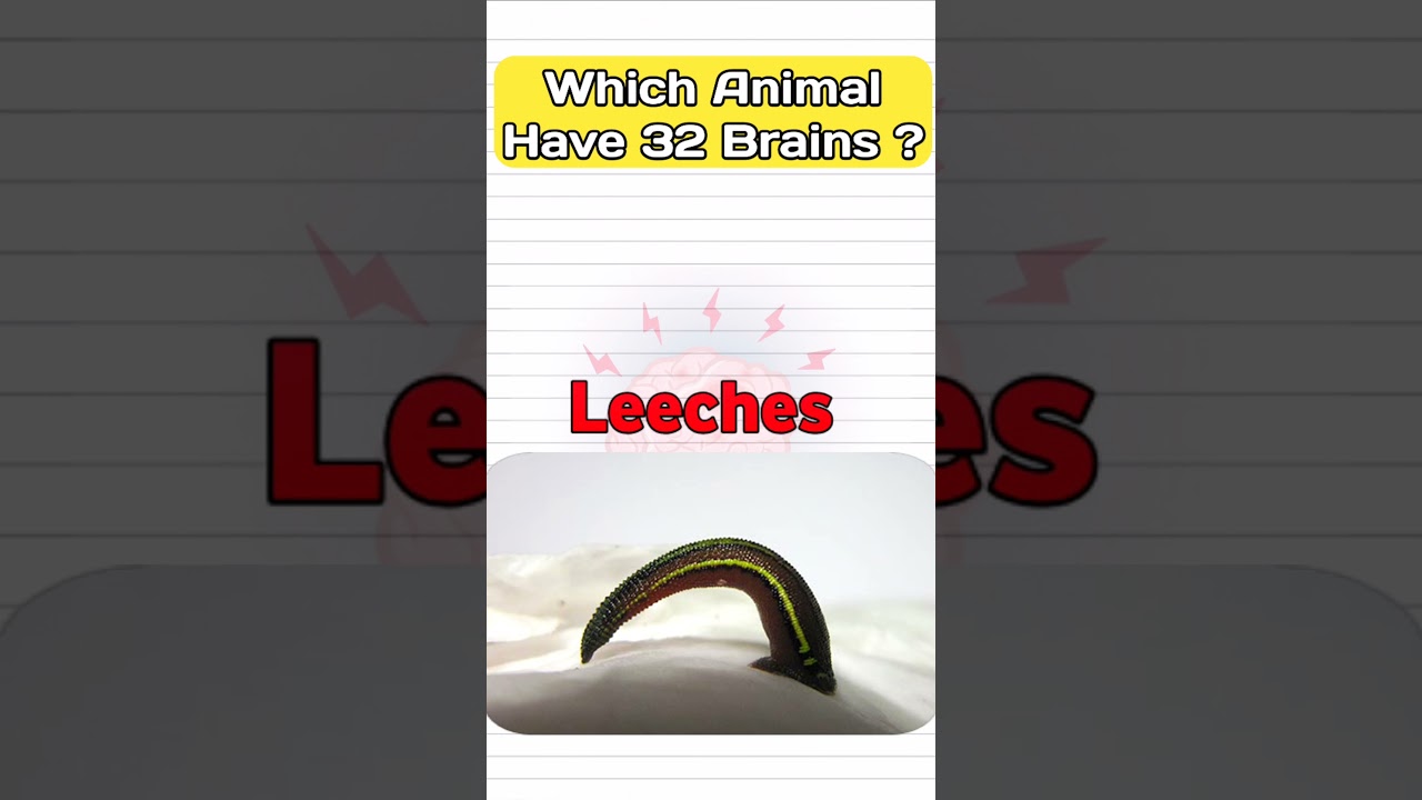 Which Animal Have 32 Brains🧠 ?shorts facts YouTube