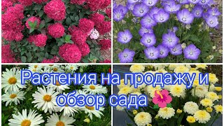 РАСТЕНИЯ НА ПРОДАЖУ И ОБЗОР САДА НА 17 МАЯ 🌺🌺🌺