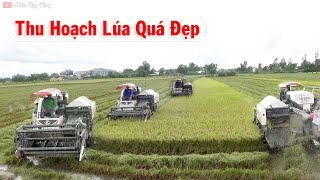 Xem Cảnh Thu Hoạch Lúa Miền Tây Rất Đẹp | Rice Harvest In Vietnam