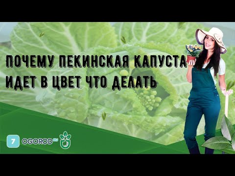 Почему пекинская капуста идет в цвет что делать