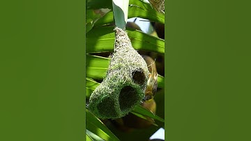 1000 Unbelievable Weaver Bird Build nest  Bird Constructions#viralvideo
